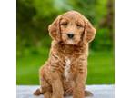 Goldendoodle Puppy for sale in Goshen, IN, USA