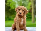 Goldendoodle Puppy for sale in Goshen, IN, USA