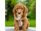 Goldendoodle Puppy for sale in Goshen, IN, USA