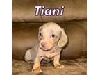 Dachshund Puppy for sale in Lovely, KY, USA