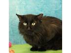 Adopt Marty- Rodent responder, adoption fees waived! a Domestic Medium Hair