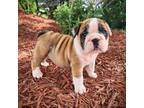 Bulldog Puppy for sale in Memphis, MO, USA