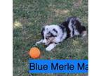 Blue Merle Male #1