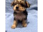 Shorkie Tzu Puppy for sale in Fredericksburg, VA, USA