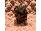 Shorkie Tzu Puppy for sale in Fredericksburg, VA, USA