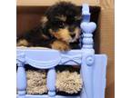 Poodle (Toy) Puppy for sale in Jefferson City, TN, USA