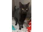 Adopt Beezy a Domestic Short Hair