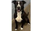 Adopt Cisco NOT AVAILABLE UNTIL 6/14 a Pit Bull Terrier, Mixed Breed