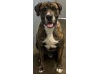 Adopt Shere Khan NOT AVAILABLE UNTIL 6/14 a Great Dane, Mixed Breed