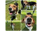 Adopt Arthur a Treeing Walker Coonhound