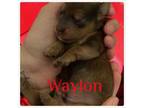 Dachshund Puppy for sale in Clayton, DE, USA