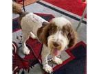 Aussiedoodle Puppy for sale in Saluda, SC, USA