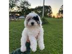 Poodle (Toy) Puppy for sale in Summertown, TN, USA