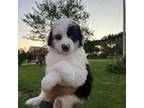 Aussiedoodle Puppy for sale in Summertown, TN, USA