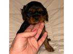 Cavalier King Charles Spaniel Puppy for sale in Saint Louis, MO, USA