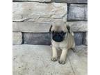 Pug Puppy for sale in Brooksville, FL, USA