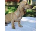 Dachshund Puppy for sale in Mabank, TX, USA