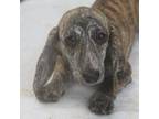 Dachshund Puppy for sale in Mabank, TX, USA