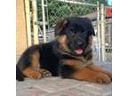 German Shepherd Dog Puppy for sale in Bakersfield, CA, USA