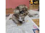 Shih Tzu Puppy for sale in Knoxville, TN, USA