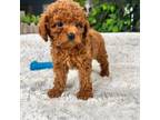 Cavapoo Puppy for sale in Greenfield, IN, USA