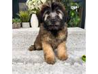 Soft Coated Wheaten Terrier Puppy for sale in Greenfield, IN, USA