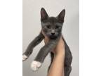 Adopt Amos a Domestic Short Hair