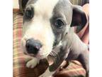 American Pit Bull Terrier Puppy for sale in Belleville, IL, USA