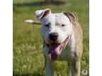 Adopt Sweetie Todd a Pit Bull Terrier, Mixed Breed