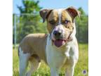 Adopt Lando a Pit Bull Terrier, Mixed Breed
