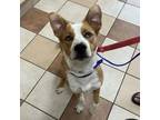 Adopt Zephyr - STF a Cattle Dog