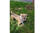 Adopt Bruce a Pit Bull Terrier, Mixed Breed