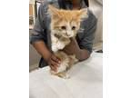 Adopt Oyster a Domestic Short Hair