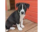 Adopt Lupine a Mixed Breed