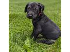 Adopt Bruno a Labrador Retriever, Mixed Breed
