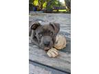 Adopt Buxton a Pit Bull Terrier