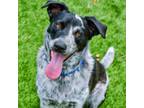 Adopt Chowder a Australian Cattle Dog / Blue Heeler