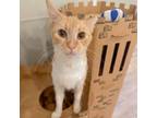 Adopt Gingerbread a Domestic Short Hair