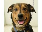 Adopt Houdini a Hound