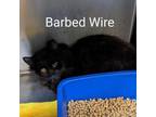 Adopt Barbed Wire a Domestic Medium Hair