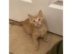 Adopt Chico a Domestic Short Hair