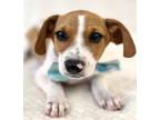 Adopt Nate a Rat Terrier, Mixed Breed