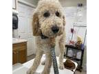 Adopt Ollie a Poodle