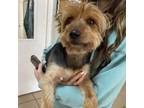 Adopt Scrappy a Yorkshire Terrier