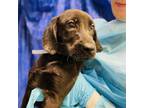 Adopt Quail a Labrador Retriever