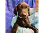 Adopt Quincy a Labrador Retriever