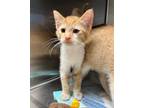 Adopt Bee Gee a Domestic Short Hair