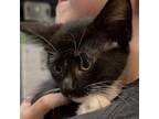 Adopt Apple Jack a Domestic Medium Hair