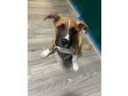 Adopt Clipper a Mixed Breed