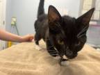 Adopt Nightwing a Domestic Short Hair